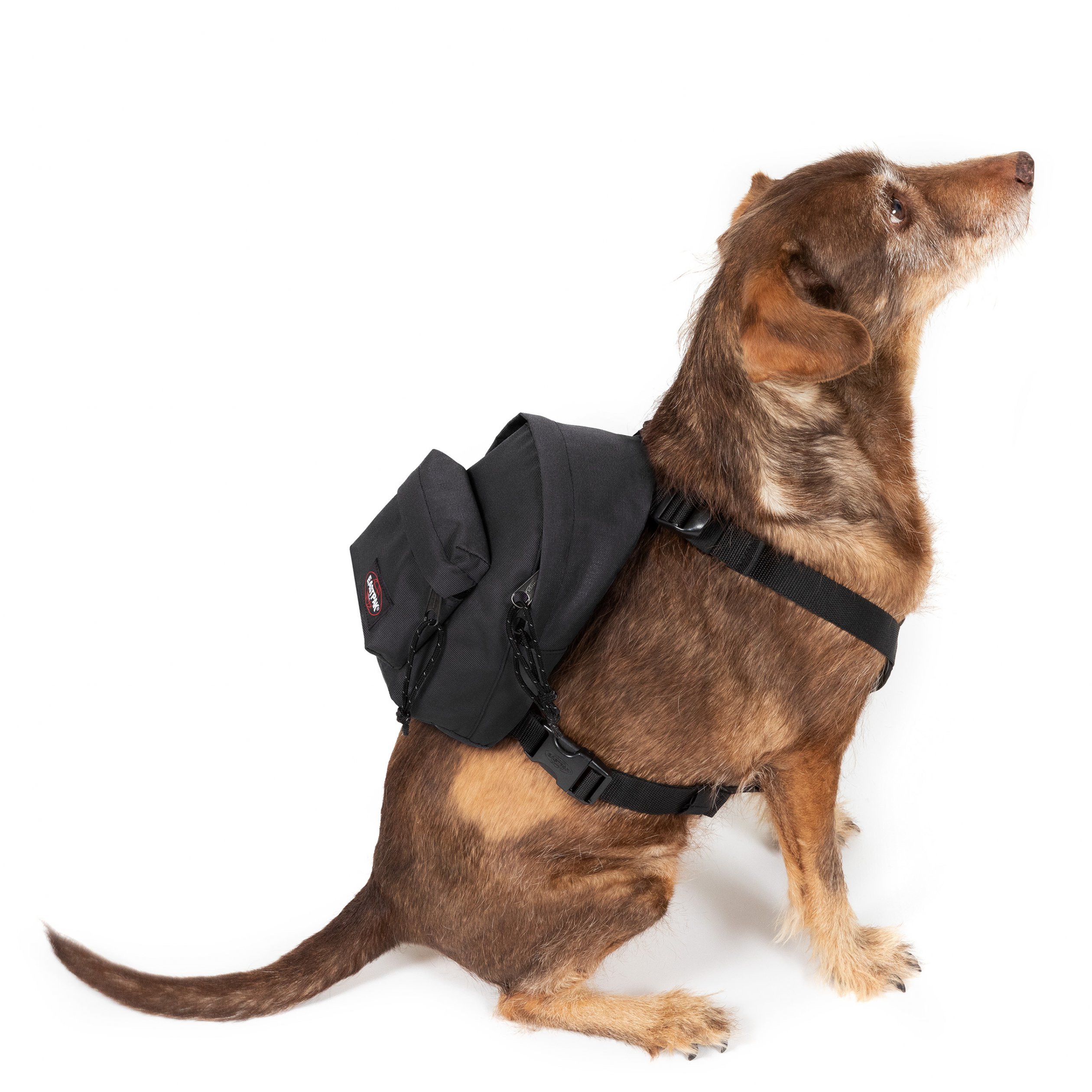 Eastpak - DOG PAK'R Black - Kutya hátizsák hámmal